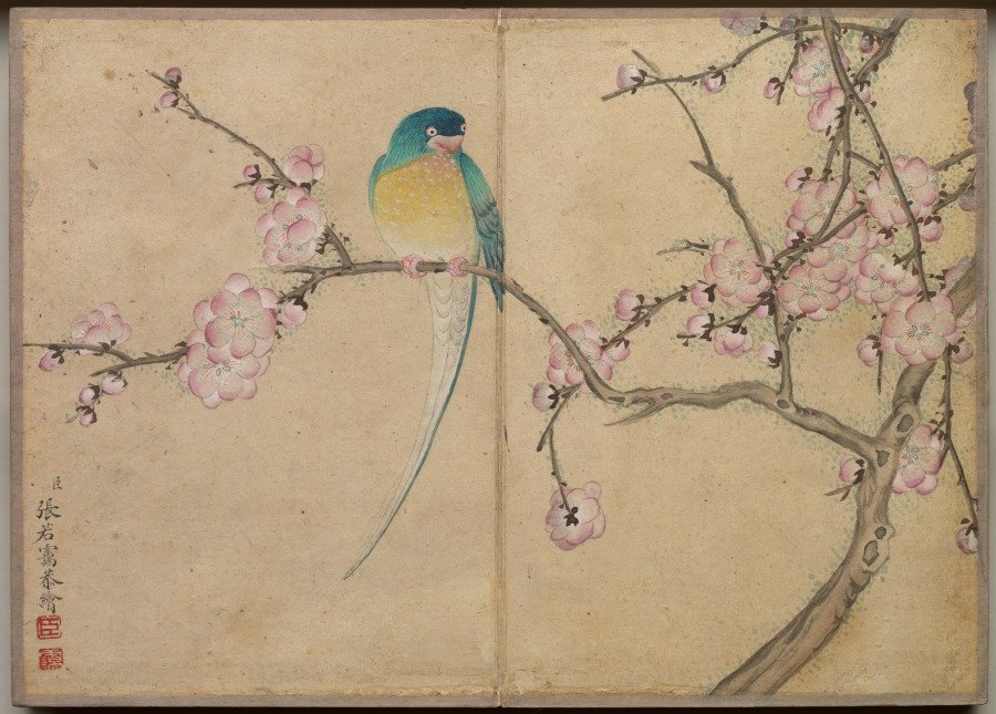 Desk Album: Flower and Bird Paintings (Bird with Plum Blossoms) — Zhang Ruoai (Chinese, 1713–1746)