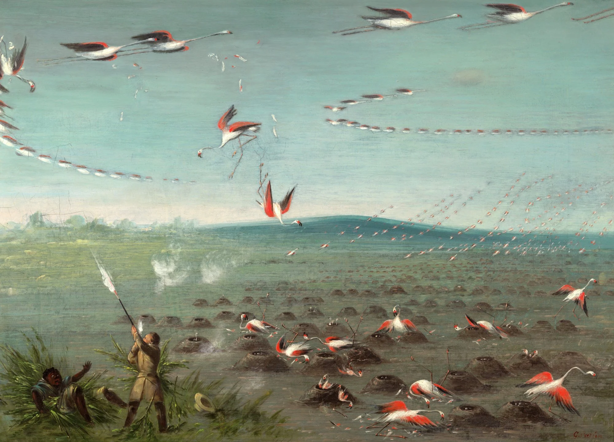 (Flamingoes' Breeding Place) Shooting Flamingoes, Grand Saline, Argentina