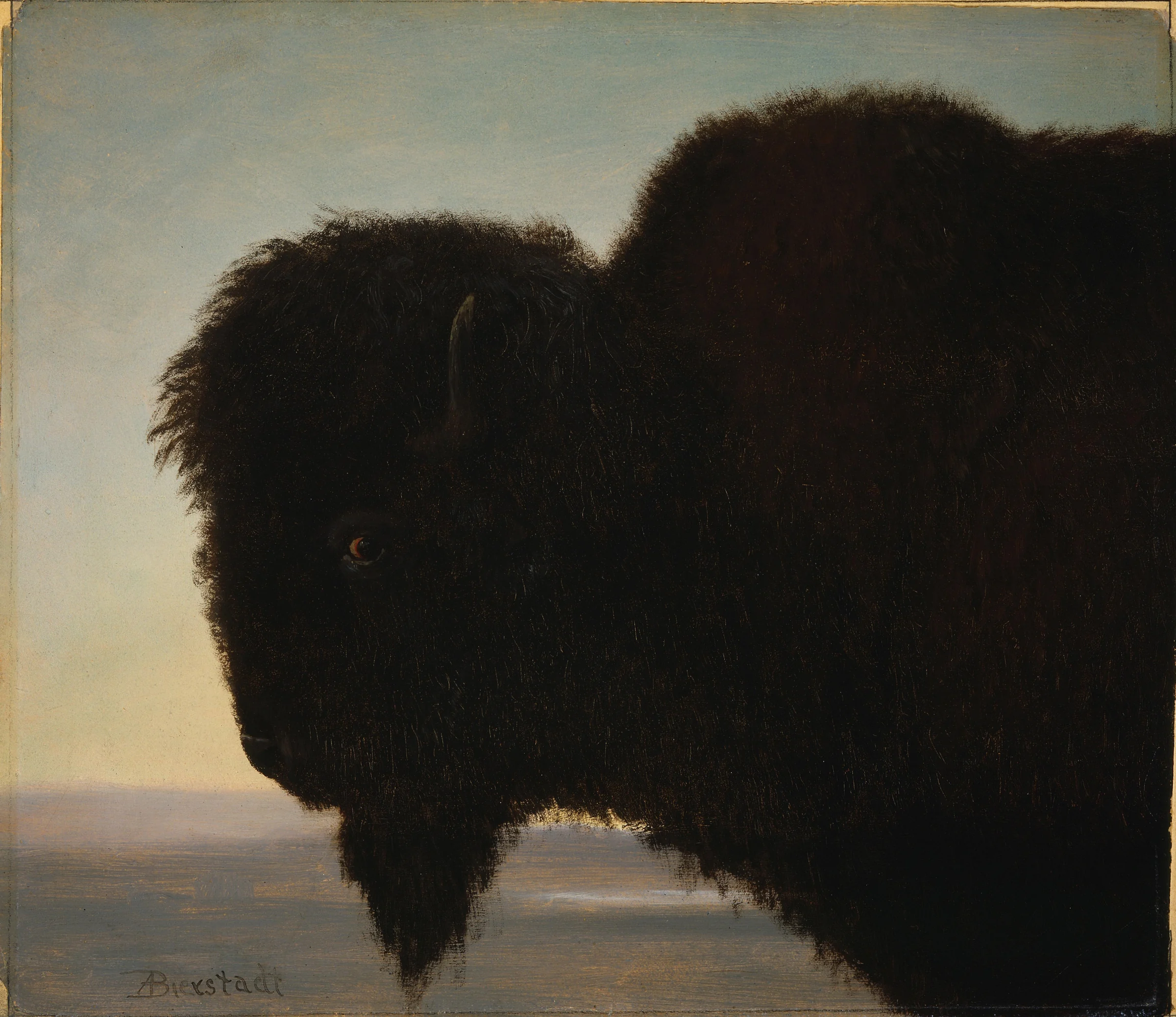 Buffalo Head