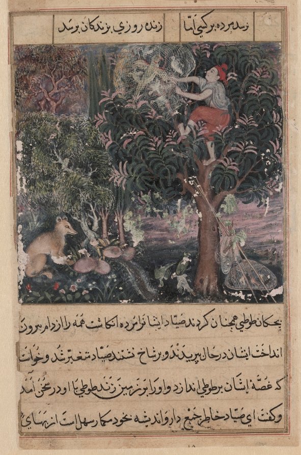 The hunter throws away the baby parrots, who pretend to be dead, and captures the mother, from a Tuti-nama (Tales of a Parrot): Fifth Night — Basavana (Indian, active c. 1560–1600)