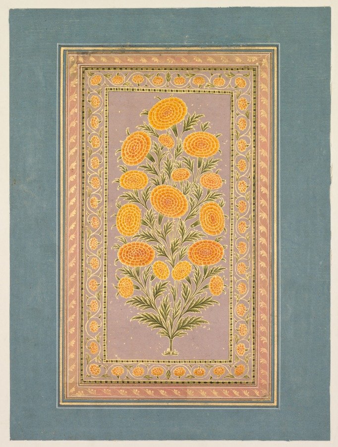Flowering Marigold (verso)