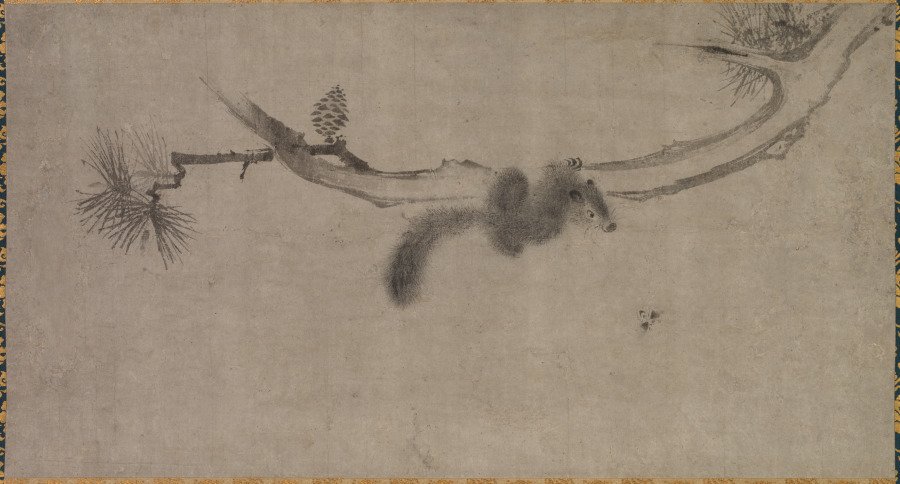 Squirrel on a Pine Branch