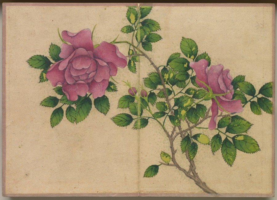 Desk Album: Flower and Bird Paintings (Rose) — Zhang Ruoai (Chinese, 1713–1746)