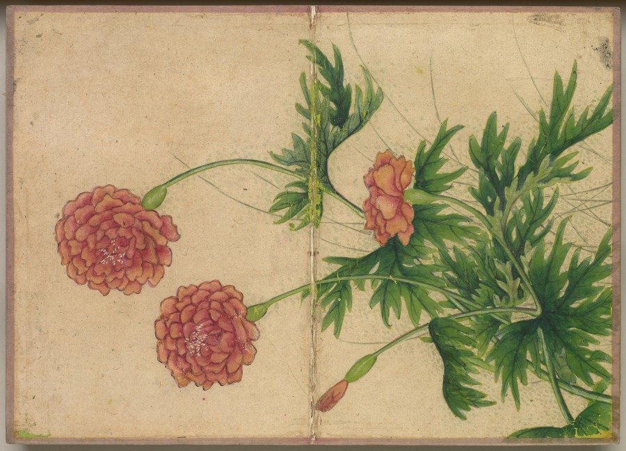 Desk Album: Flower and Bird Paintings (Peony) — Zhang Ruoai (Chinese, 1713–1746)