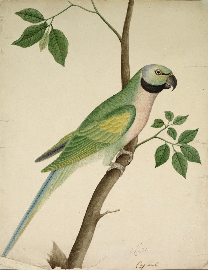 Green Parrot