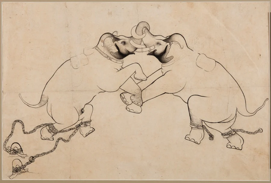 Two Elephants in Combat