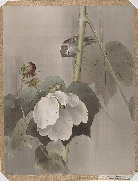 Cotton Rose Mallows in the Rain — Okada Baison