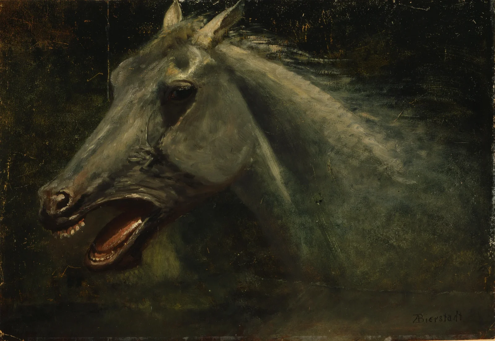 A Wild Stallion