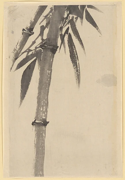 Bamboo