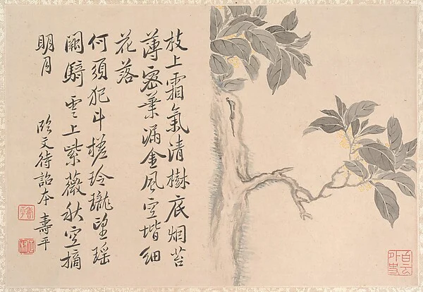 Cassia Tree