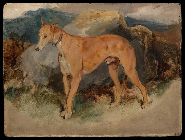 A Deerhound