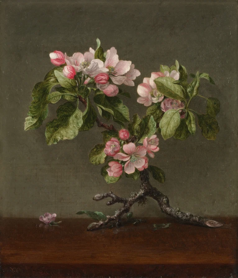 Apple Blossoms
