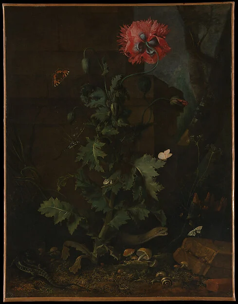 Still Life with Poppy, Insects, and Reptiles — Otto Marseus van Schrieck