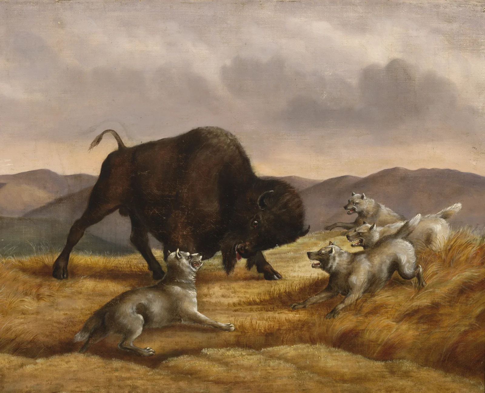 Buffalo and Wolves First