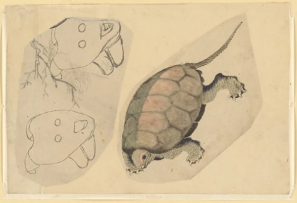 Two Sketches: One of a Turtle, the Other of Two Unidentified Objects
