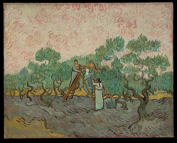 Women Picking Olives