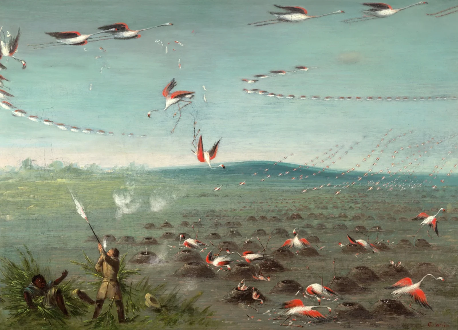(Flamingoes' Breeding Place) Shooting Flamingoes, Grand Saline, Argentina