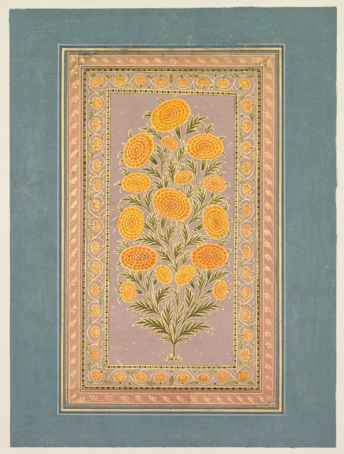 Flowering Marigold (verso) — Hunhar II (Indian, active mid-1700s)